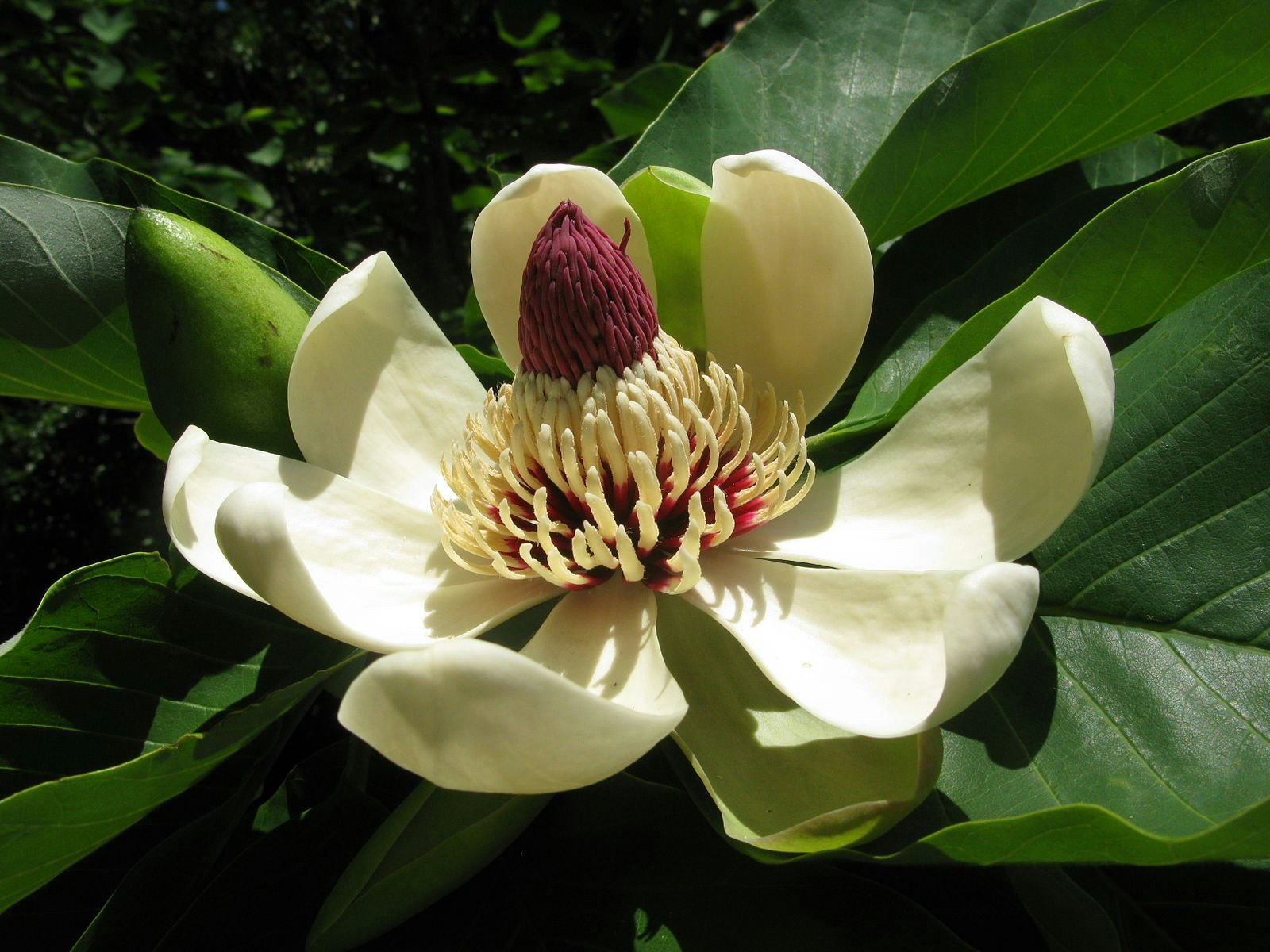 Junimagnolia -Magnolia obovata