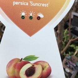 Persikoträd`Suncrest´ - Prunus persika `Suncrest´
