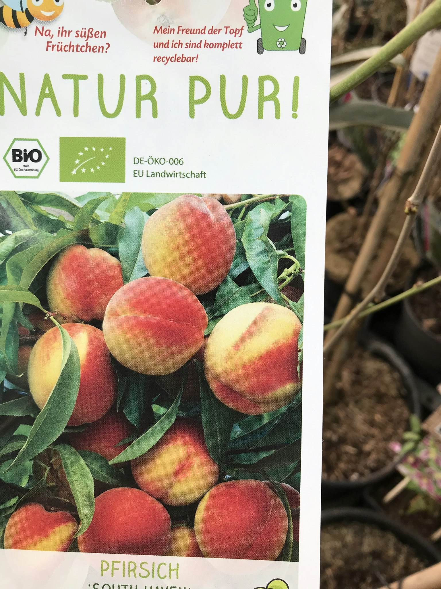 Persikoträd `Southaven´ - Prunus persica `Southaven´