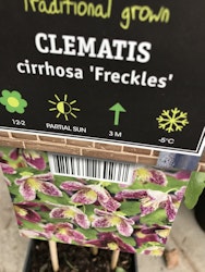 Clematis cirrhosa 'Freckles'