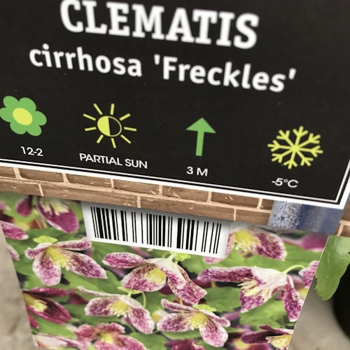 Clematis cirrhosa 'Freckles'