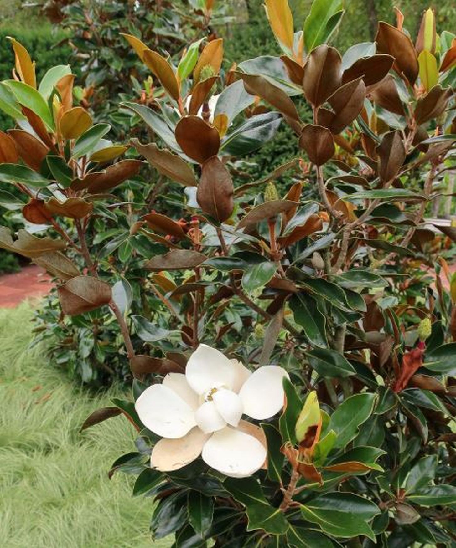 Magnolia grand. 'Little Gem'