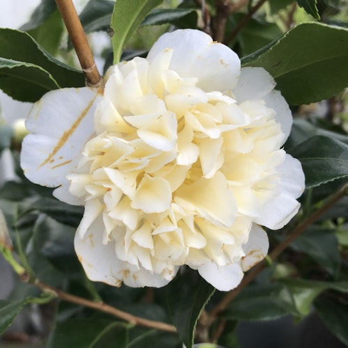 Camellia jap. 'Brushfield's Yellow'