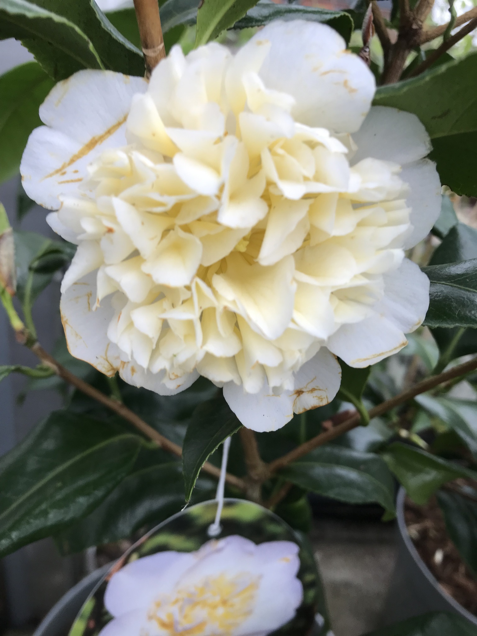 Camellia jap. 'Brushfield's Yellow'