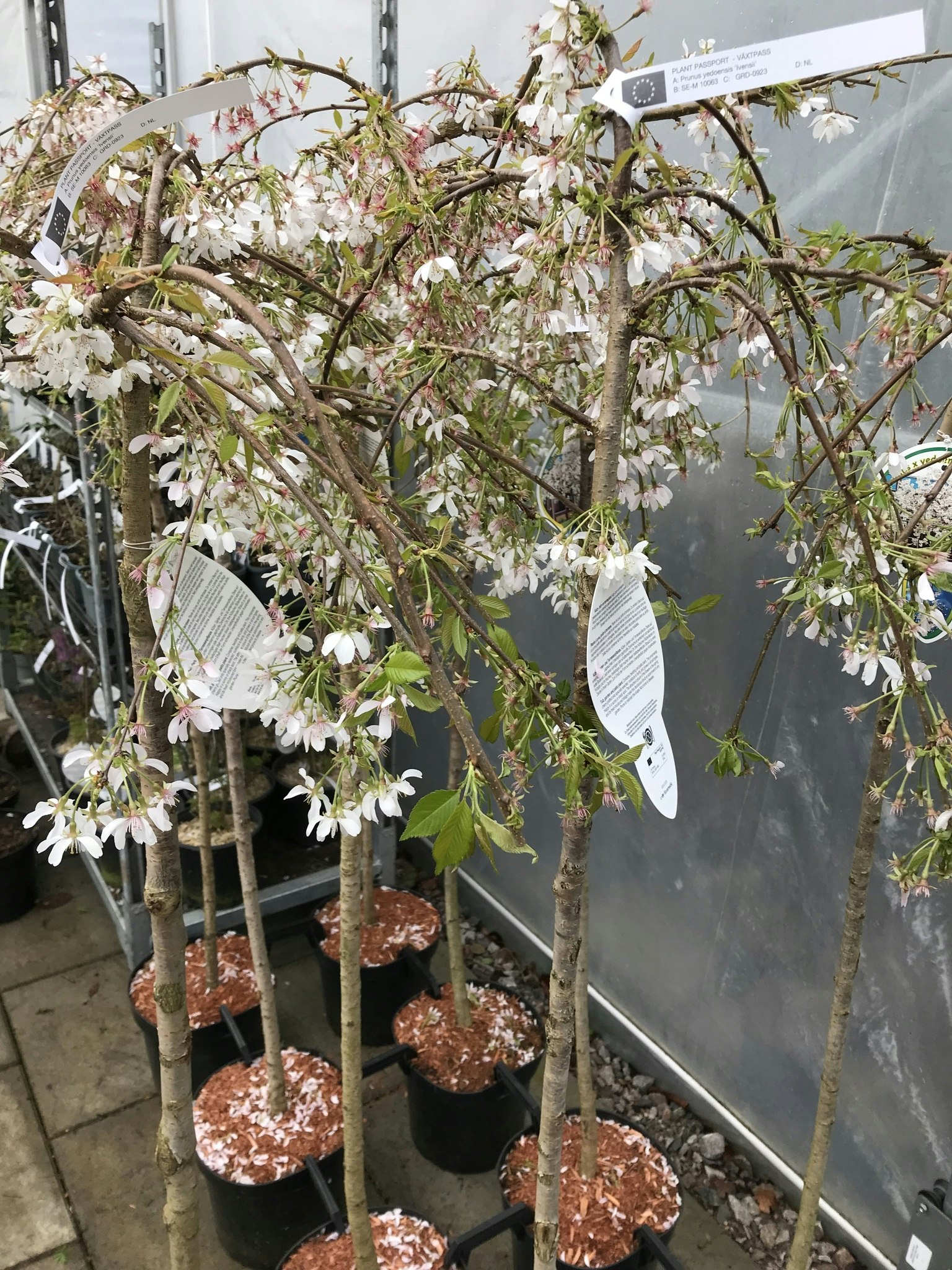 Tokiokörsbär`Ivensi´- Prunus yedoensis 'Ivensii'
