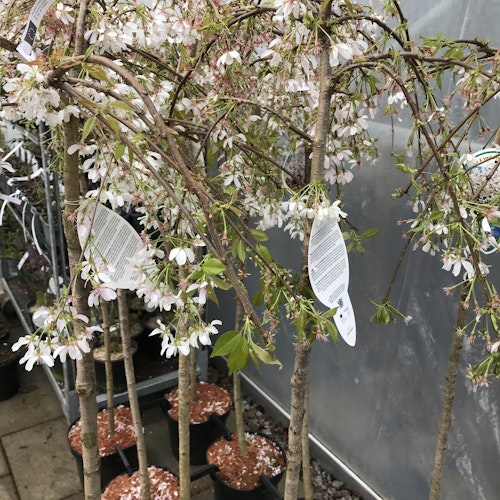 Tokiokörsbär`Ivensi´- Prunus yedoensis 'Ivensii'