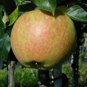 Äppelträd `James Greive` - Malus domestica `James Greive