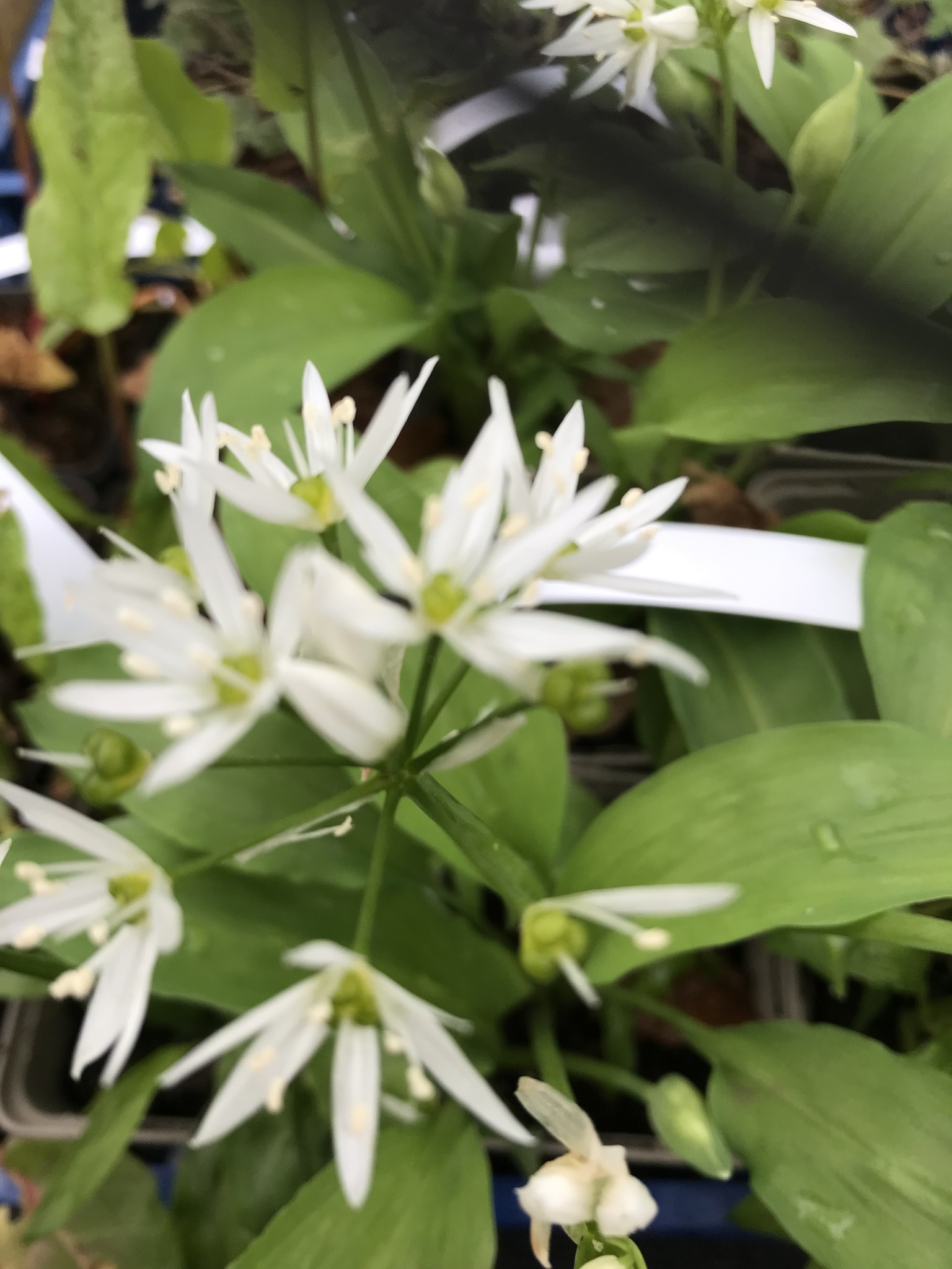 Ramslök - Allium ursinum