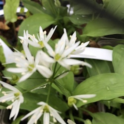 Ramslök - Allium ursinum