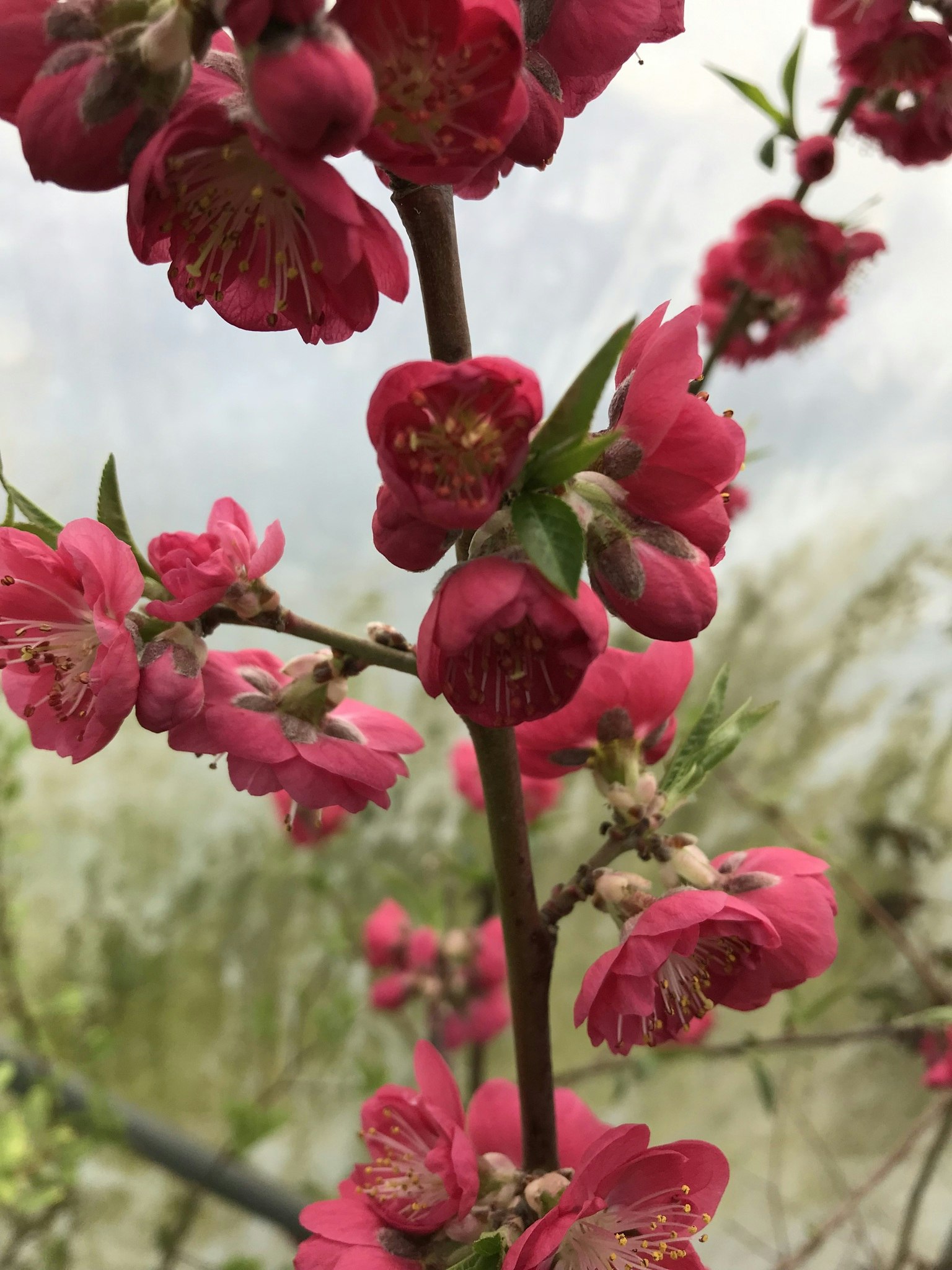 Persikoträd 'Melred'  - Prunus persica  'Melred'