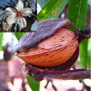 Sötmandel - Prunus dulcis