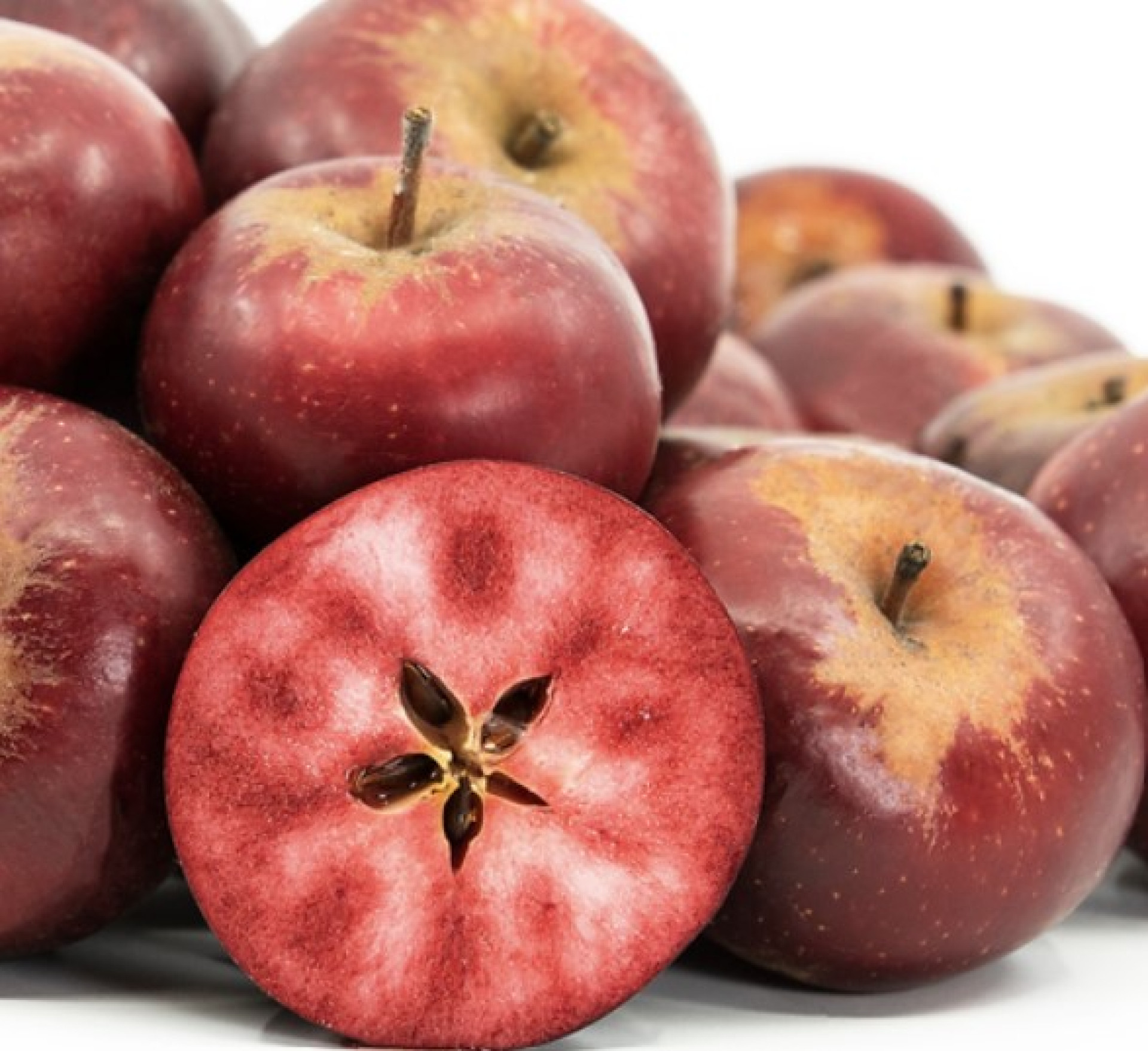 Äppelträd `Blush Rosette´ -  Malus niedzwetskyana 'Blush Rosette'