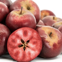Äppelträd `Blush Rosette´ -  Malus niedzwetskyana 'Blush Rosette'