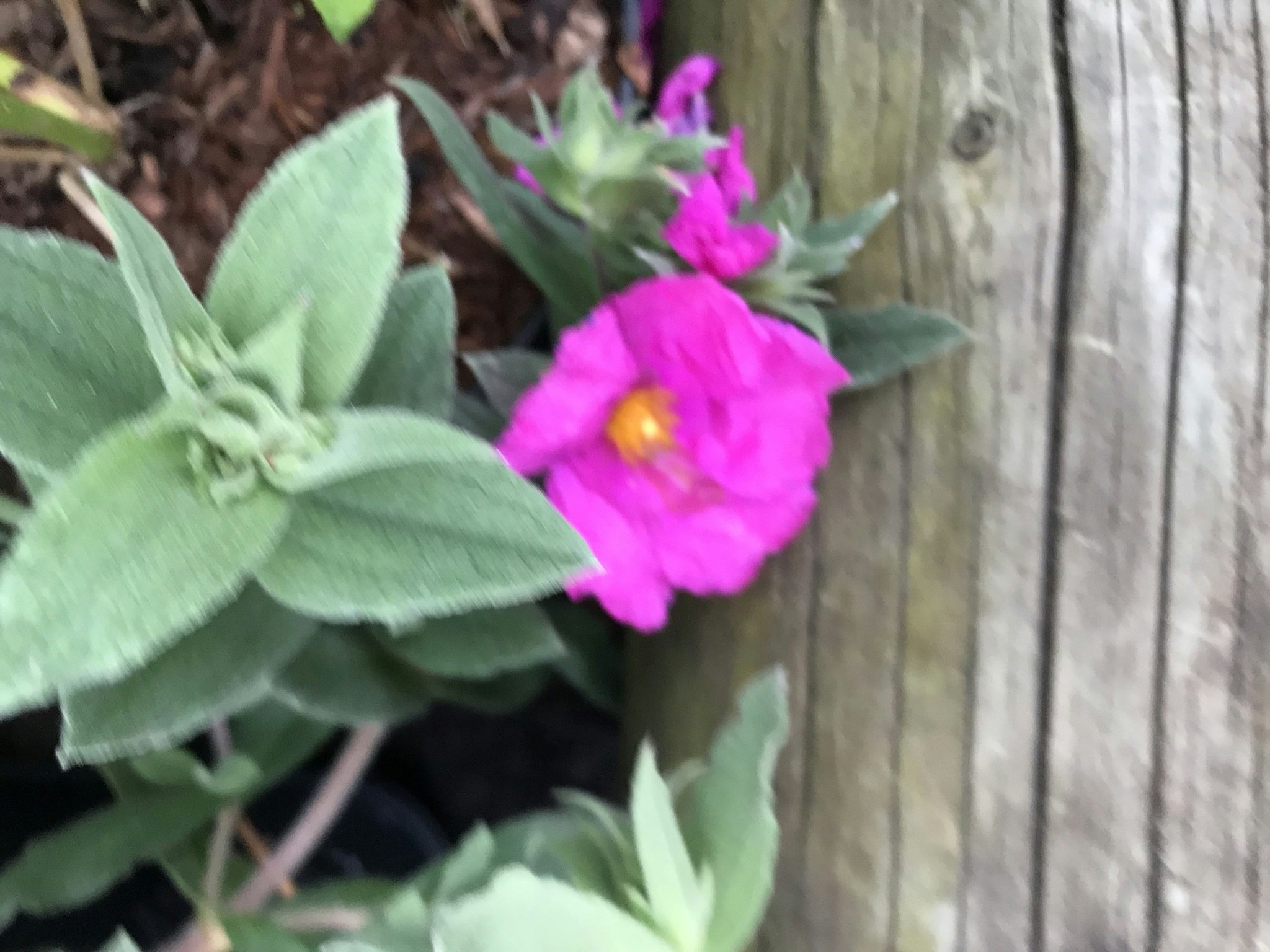 Rock rose purpuröd  - Cistus pulverulentus