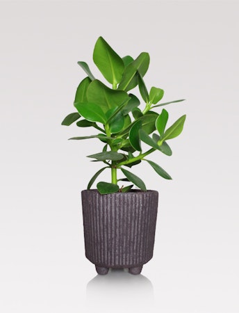 Terracotta pot