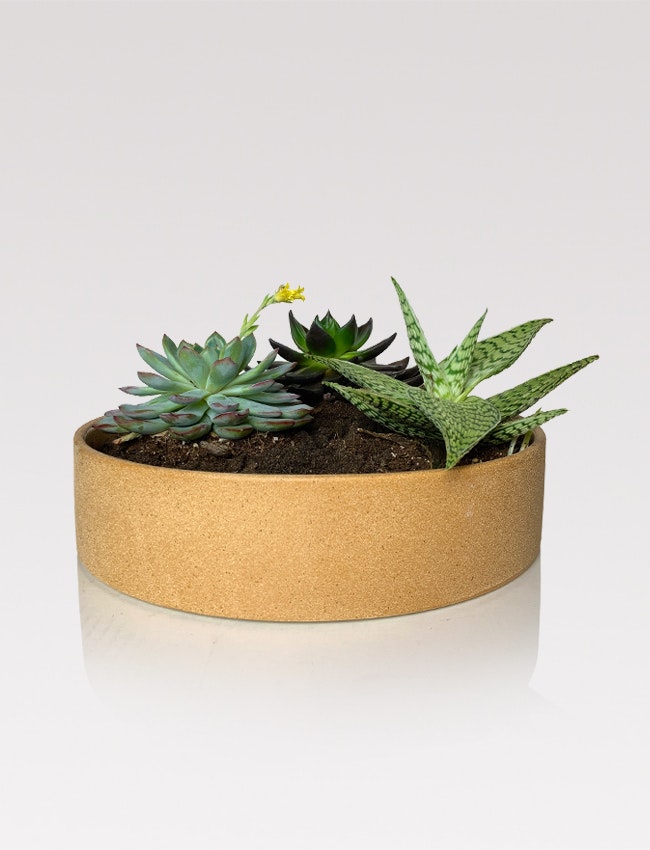 Ceramic low planter