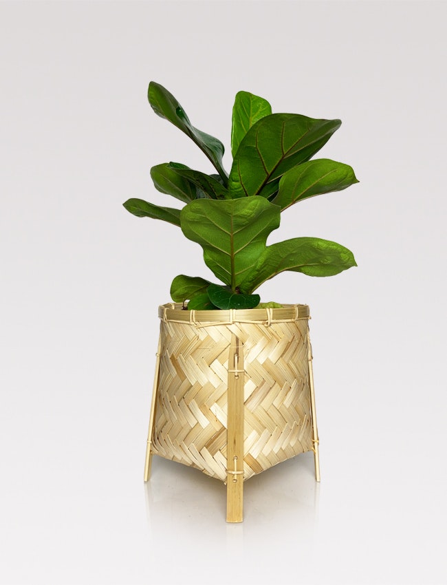 Bamboo plant baskets