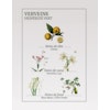 Energizing verbena handwash