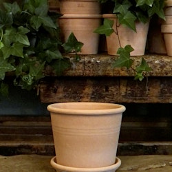 Terracotta pot