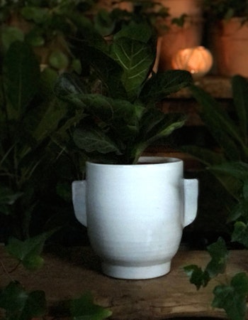 Terracotta pot