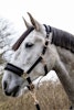Nylongrimma, ponny-full, HKM Rosegold Glamour