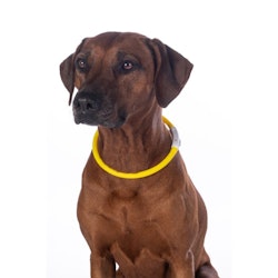 LED-halsband, HKM LED