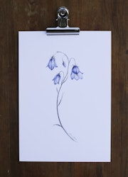 Poster Blåklocka