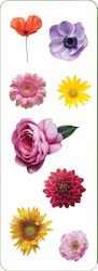 Stickers blommor