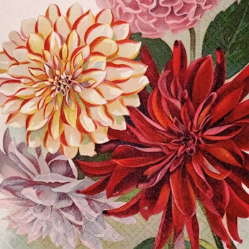 Servetter dahlia