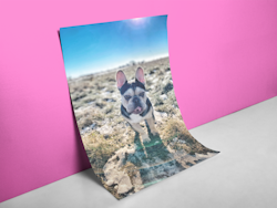 Frenchie The Explorer Poster