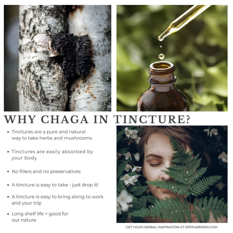 Chaga (svamp) tinktur - Örtfabriken