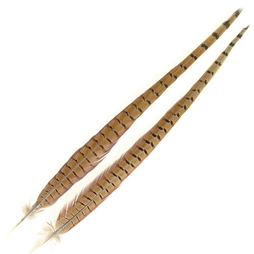 Fasanstjärt Tupp - Cock Pheasant Tail