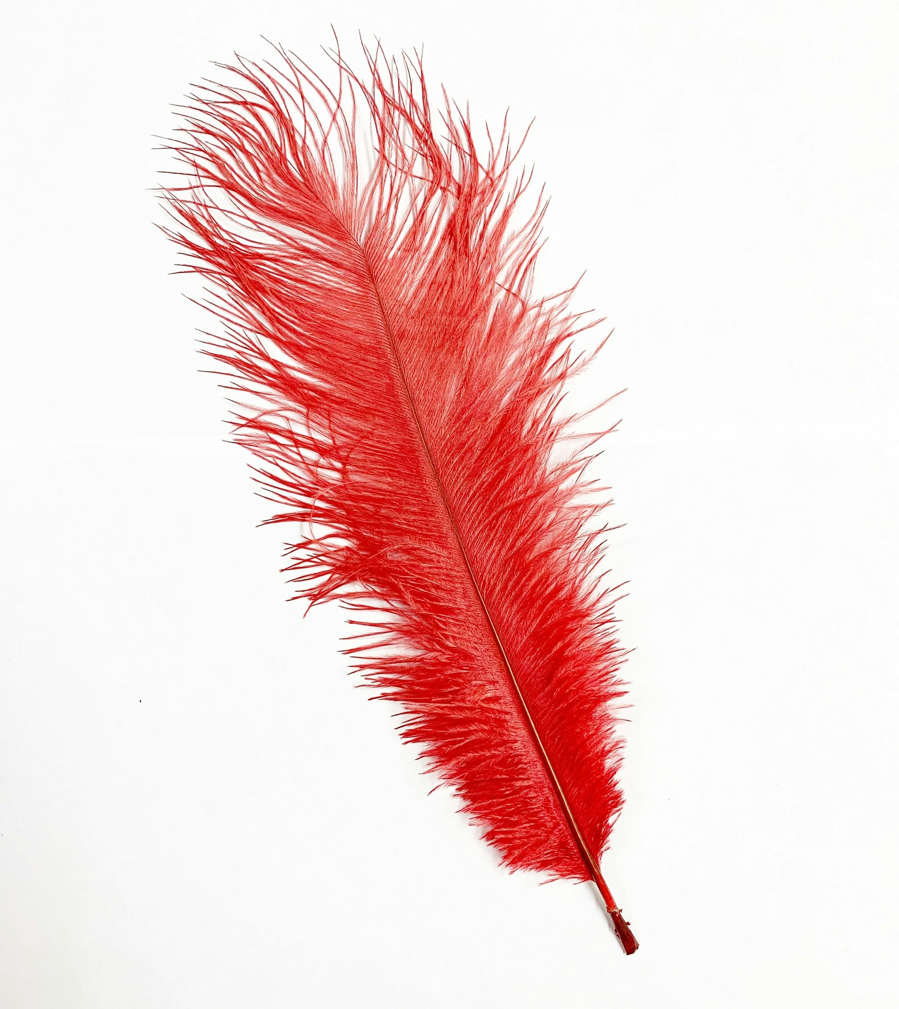 NATURE'S SPIRIT OSTRICH PLUME, 10"-12"