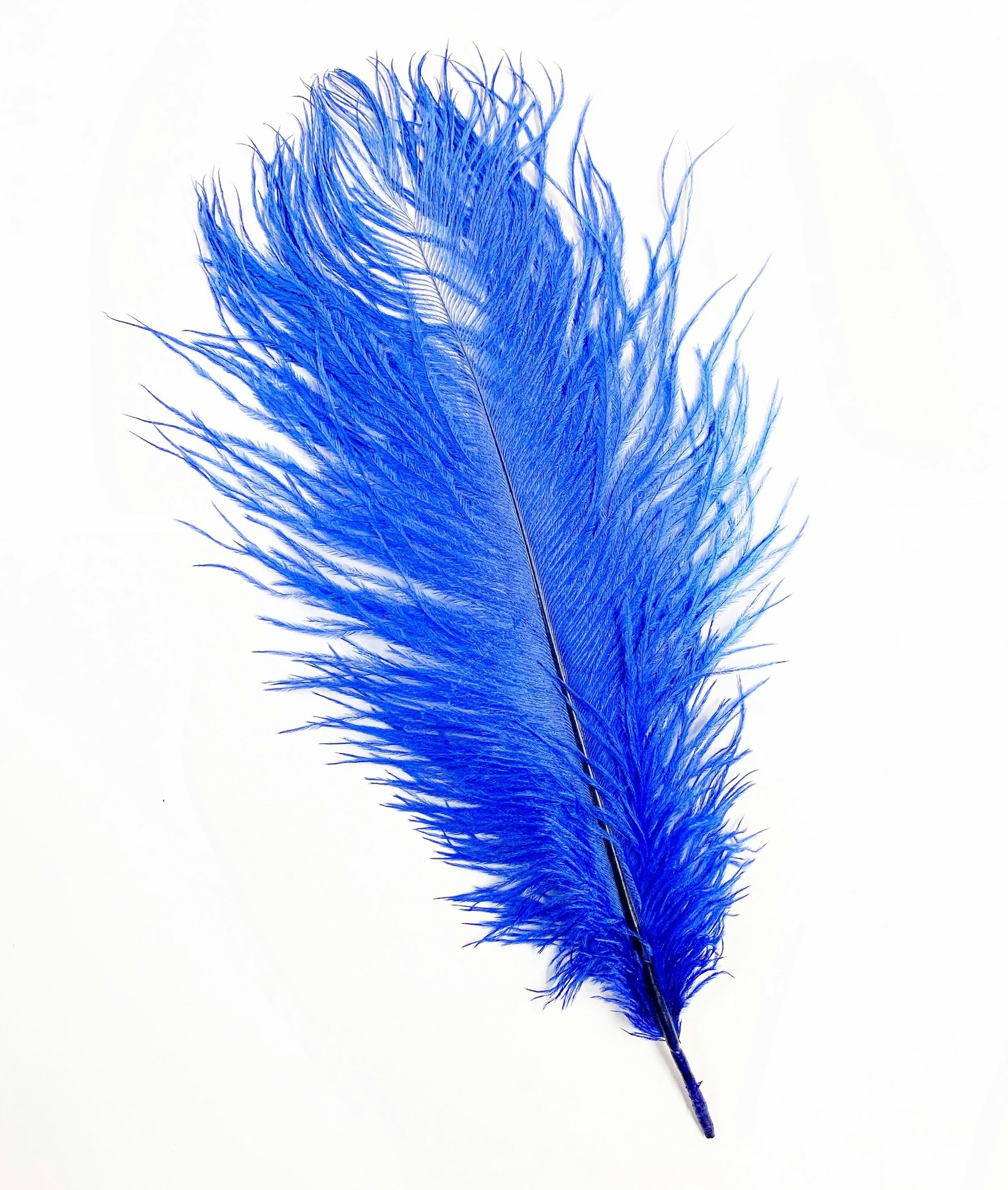 NATURE'S SPIRIT OSTRICH PLUME, 10"-12"