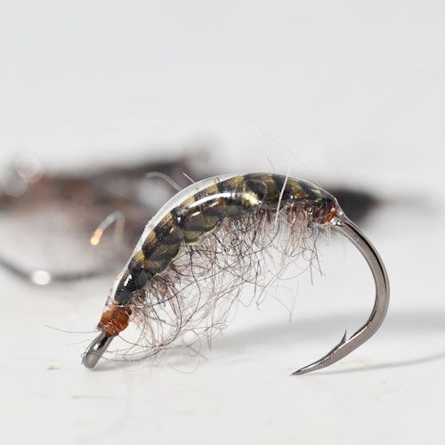 Pro Gammarus