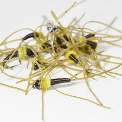 RL Stonefly