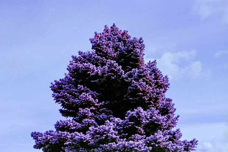 ”purple tree”