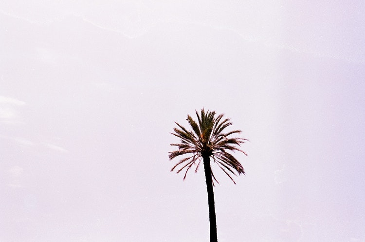 ”suburra palm”