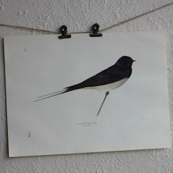 Fågelbild - Ladusvala