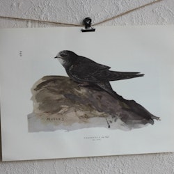 Fågelbilder - Tornsvala