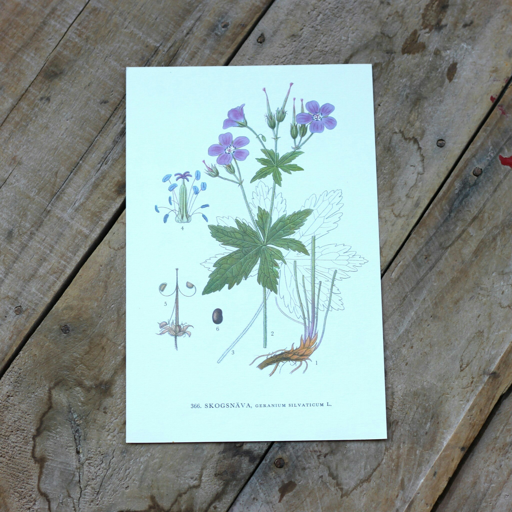 Florabild - Skogsnäva