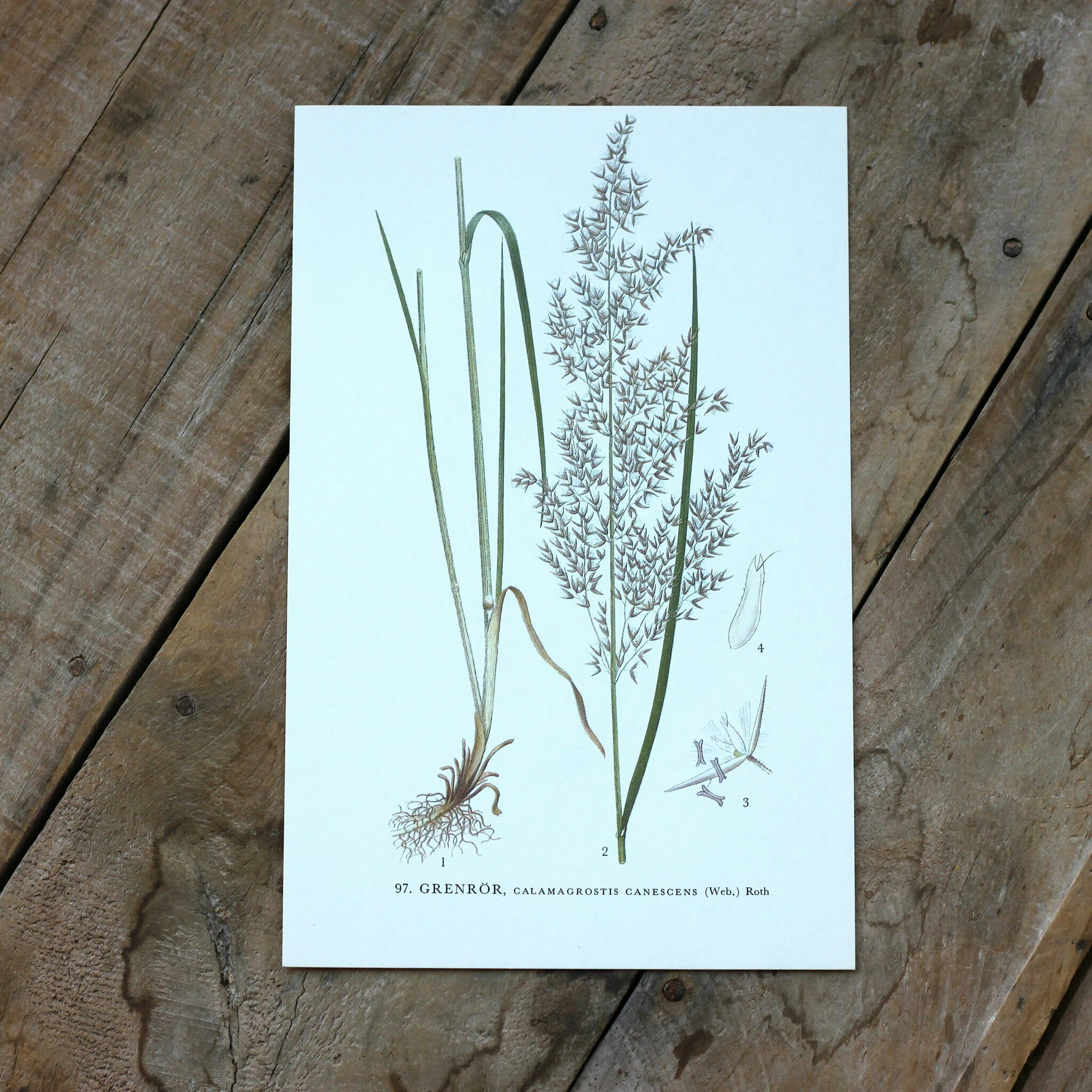 Florabild - Grenrör