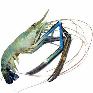 Big Freshwater Shrimp গল্দা চিংড়ি 500g Jätte Räkor (Size: 4-5) Head On Shell On