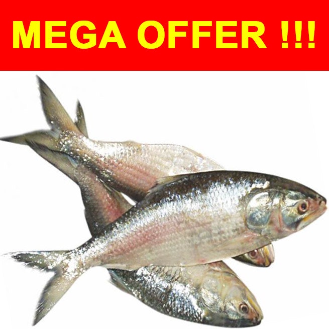 Hilsa Fish Hel (ইলিশ/Ilish) 500g/600g/700g ( ±50g) MEGA OFFER !!!