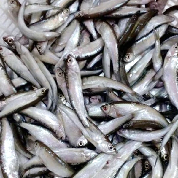 Chelapata চেলাপাতা Fish Block 250g