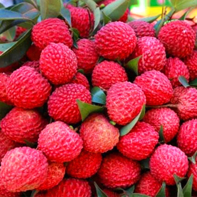 Lychee লিচু Lichu 1 kg