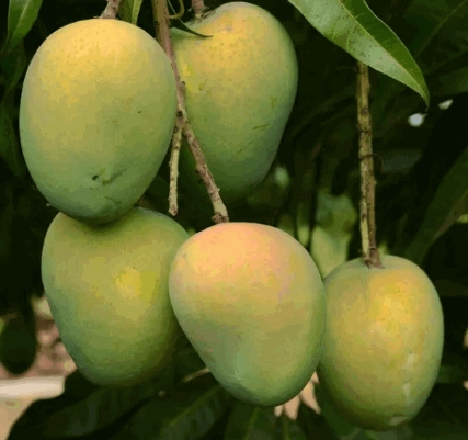 Mango Haribhanga হাড়িভাঙ্গা আম 1kg