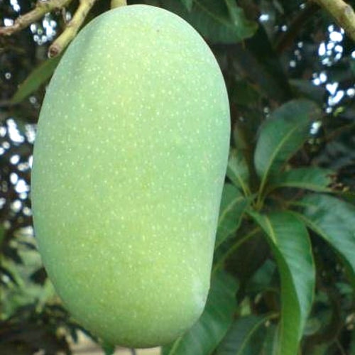 Mango Fazli ফজলি আম