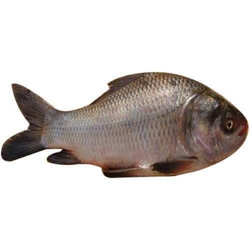 Katla কাতলা Whole Fish ( 3kg - 11kg+)