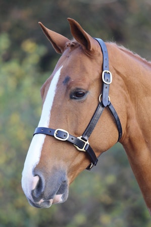 Blenheim Fully Adjustable Leather Headcollar